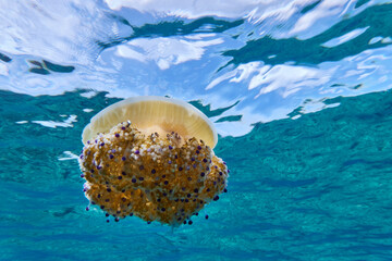 Mediterranean Jellyfish in sea background
