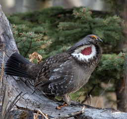 Dusky Grouse displaying - male