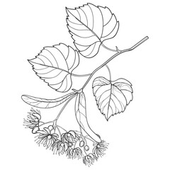 Branch of outline Linden or Tilia flower bunch, fruit and leaf in black isolated on white background.