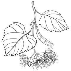 Branch of outline Linden or Tilia flower bunch, bract and leaf in black isolated on white background. 