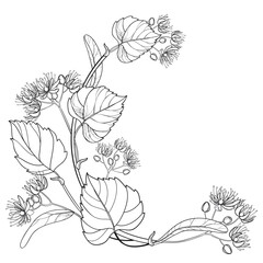 Corner bunch of outline Linden or Tilia flower, fruit and leaf in black isolated on white background. 