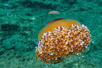 Fototapeta na wymiar Mediterranean Jellyfish in sea background 