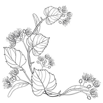 recommend clip art: Corner bunch of outline Linden or Tilia flower, fruit and leaf in black isolated on white background. 