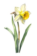 Narcissus flower isolated on white background. Watercolor illustration of a beautiful daffodil. Generative AI.