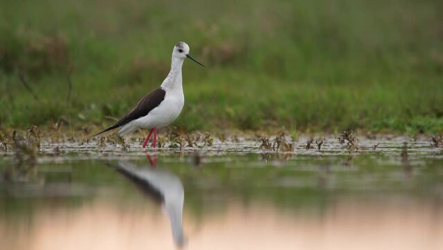 Black-winged stilt - himantopus himantopus wading in the water, red legs black and white wader