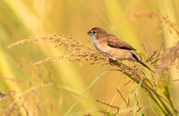 Silver Bill perched on dry grass
