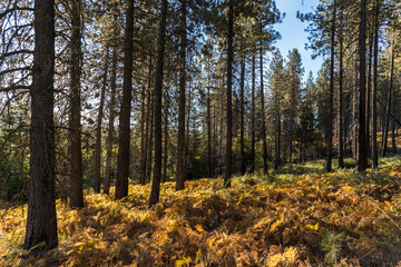 Wald mit Sonnenlicht am Tag an der Westküste USA