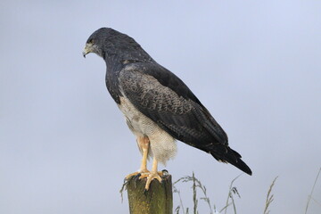 Geranoaetus Melanoleucos. Aguila de páramo u mora