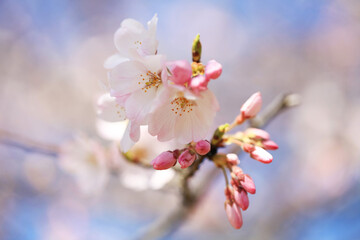 背景が美しい桜（ジンダイアケボノ）