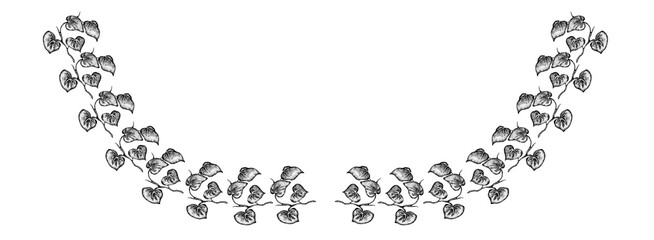 Climbing plants. Branches with leaves. Graphic drawing. Isolated illustration for your design. Ideal for decorating mugs or decorating a book: a small pattern or ornament