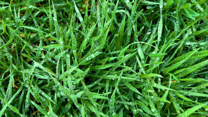 Green tall grass with large drops of rain on the leaves. Juicy green grass in the spring. Spring natural green background