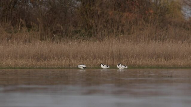 Pied avocet in the water