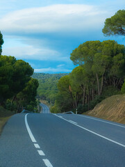Sign showing winding road next to winding road in the forest