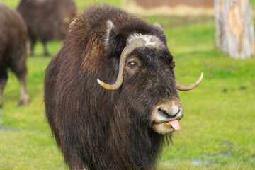 Captive muskox (Ovibos moschatus), Alaska Wildlife Conservation Center, Girlwood, Alaska