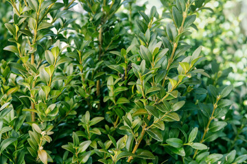 Buxus shrub in the garden.