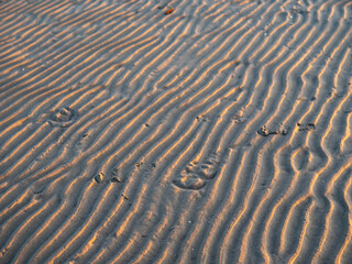 Horse shoe imprints on a warm sand illuminated at sunset. Warm tone. Horse riding sport concept.