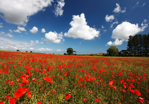 Poppies in field near Binham and Holt, North Norfolk
