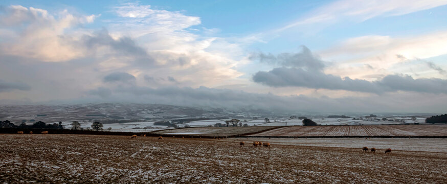 Sheep foraging on frozen fields, Lower Pennines, Eden Valley, Cumbria, Unired Kingdom