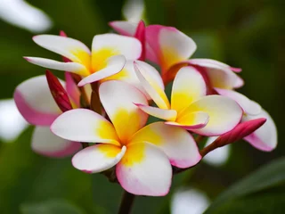Zelfklevend Fotobehang frangipani plumeria flowers © LaNae