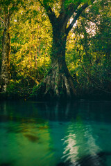 autumn forest reflection