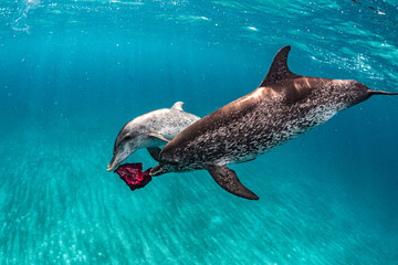 two dolphins in a competition for red cloth
