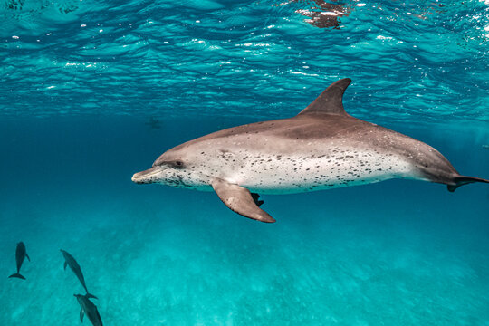 spotted dolphin up close