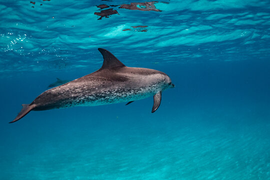 dolphins in pristine waters