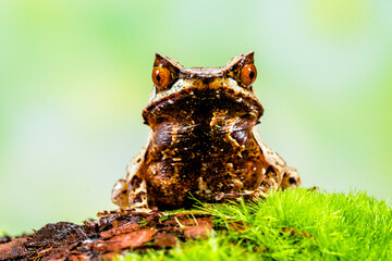 Megophrys montana (Asian horned frog, horned frog, Asian spadefoot toad, Javan horned frog, Malayan leaf frog) is a species of frog found in Java
