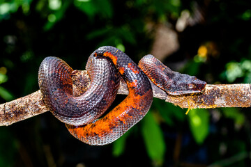 Candoia carinata, known commonly as the Pacific ground boa, Pacific keel-scaled boa, or Indonesian tree boa, is a species of snake in the family Boidae