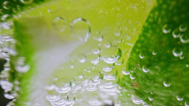 Bubbly Drink and Lime Slices in Glass Cup Close Up. Making Sour Alcoholic Cocktail of Vodka or White Rum at Home on Studio Shot in Macro. Drinking Sparkling Water as Detox Fluid or Pure Mineral Aqua