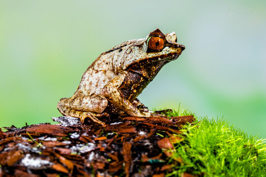 Megophrys montana (Asian horned frog, horned frog, Asian spadefoot toad, Javan horned frog, Malayan leaf frog) is a species of frog found in Java