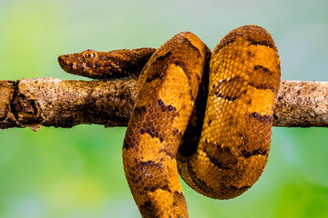 Candoia carinata, known commonly as the Pacific ground boa, Pacific keel-scaled boa, or Indonesian tree boa, is a species of snake in the family Boidae