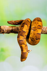 Candoia carinata, known commonly as the Pacific ground boa, Pacific keel-scaled boa, or Indonesian tree boa, is a species of snake in the family Boidae