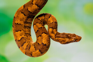 Candoia carinata, known commonly as the Pacific ground boa, Pacific keel-scaled boa, or Indonesian tree boa, is a species of snake in the family Boidae