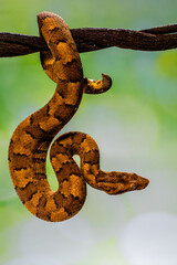 Candoia carinata, known commonly as the Pacific ground boa, Pacific keel-scaled boa, or Indonesian tree boa, is a species of snake in the family Boidae