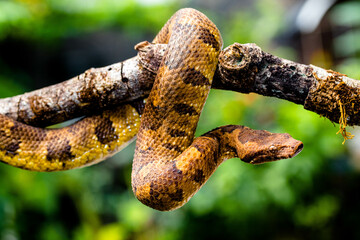 Candoia carinata, known commonly as the Pacific ground boa, Pacific keel-scaled boa, or Indonesian tree boa, is a species of snake in the family Boidae