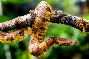 Candoia carinata, known commonly as the Pacific ground boa, Pacific keel-scaled boa, or Indonesian tree boa, is a species of snake in the family Boidae