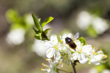 eine biene sammelt pollen und mach honig