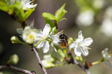 bee on a flower