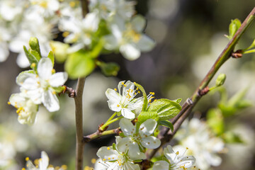 flowers on the tree