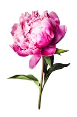 Beautiful pink peony isolated on white background. Watercolor illustration of a light pink flower. Generative AI.