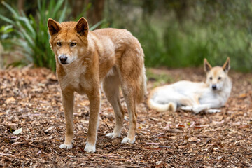Naklejka na ściany i meble Two dingoes, canis lupus dingo, Victoria, Australia. This native species is also called a warrigal.