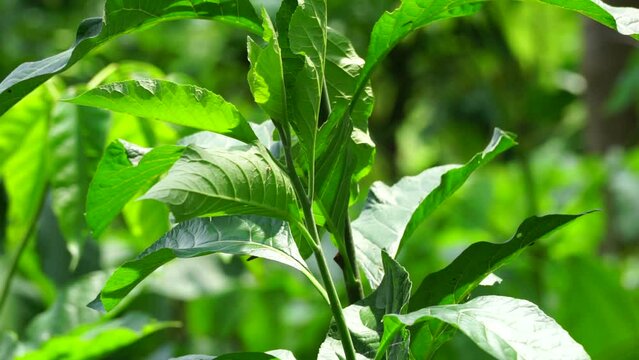 Vernonia Amygdalina (bitter leaf, Congo Bololo, grawa, ewuro, etidot, onugbu, ityuna, oriwo) in nature. In Nigeria, twigs and sticks from this plant are used as a chewing stick for dental hygiene