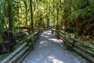 Walking path in Cathedral Grove with western cedar trees and douglas fir, Macmillan provincial park, Vancouver Island, Canada.