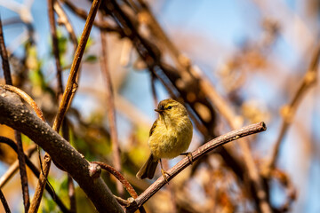 Pájaro posado en la rama de un árbol.
