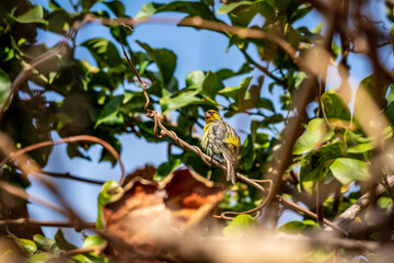 Pájaro posado en la rama de un árbol.