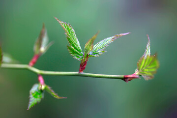 Fototapeta premium Colorful spring plants after rain