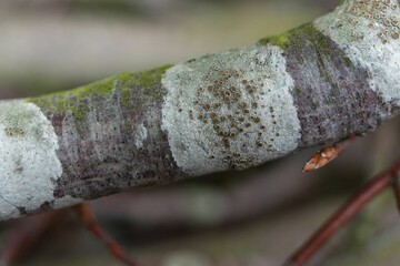 Obraz premium Closeup of Lecanora chlarotera - a crustose lichen on a tree branch in the United Kingdom