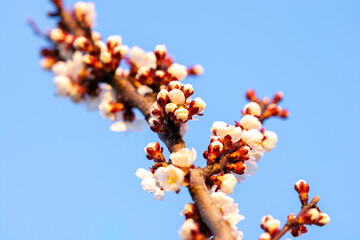 Branch of apricot with blooming flowers