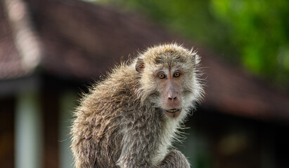 Long tailed mongkey (Macaca fascicularis). Faced on close up